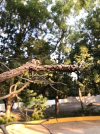 Close-up of tree branch in forest