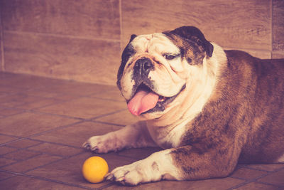 Portrait of dog lying down on floor