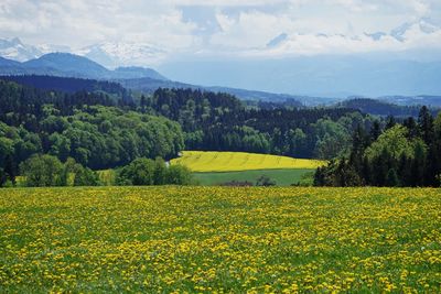 Scenic view of field against cloudy sky