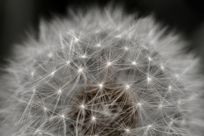 Close-up of dandelion on plant