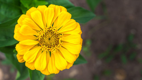 Close-up of yellow flower