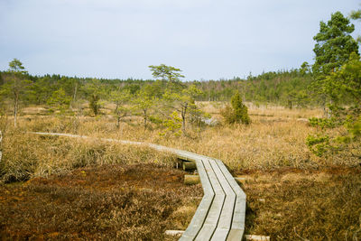 A wooden footpath in the swamp in spring