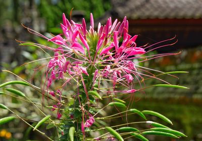 Close-up of pink flower blooming outdoors