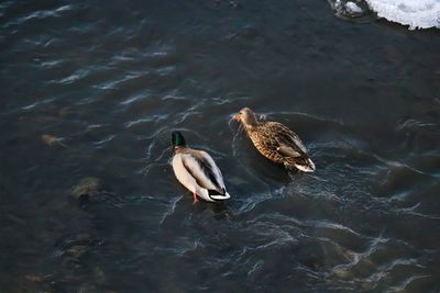High angle view of duck swimming in sea