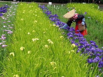 Purple flowering plants on field