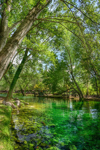 Scenic view of lake in forest