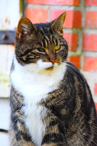 Close-up of a cat looking away