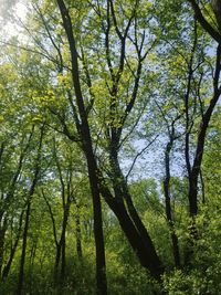 View of trees in forest