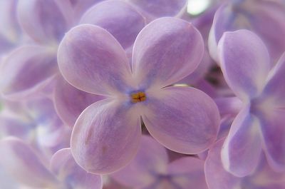 Close-up of purple flowers