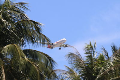 Low angle view of bird perching on tree against sky