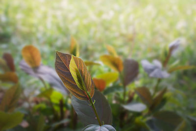 Close-up of plant growing on field