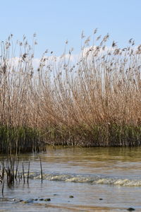 Grass growing in lake against clear sky