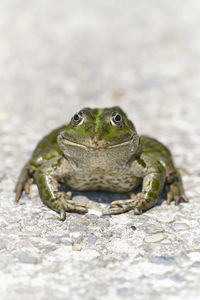 Close-up portrait of a frog