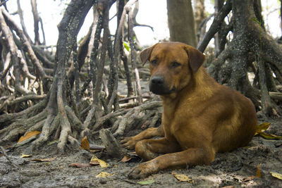 Portrait of dog sitting on land