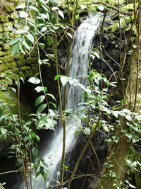 Close-up of plants growing on land in forest