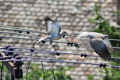 Birds flying above a bird