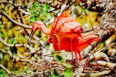 Close-up of red bird on tree