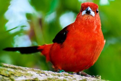 Close-up of a red bird