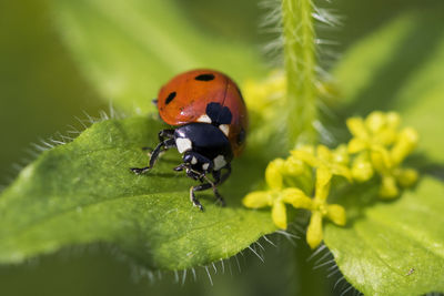 Portrait of the seven-spot ladybird
