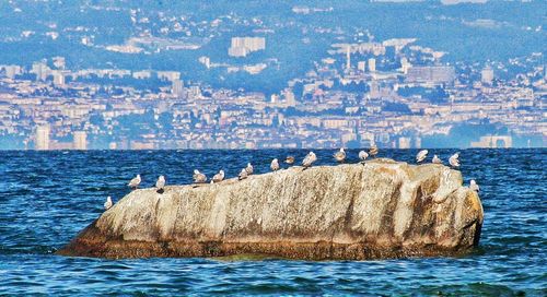 Birds perching by sea against sky