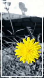 Close-up of yellow flower