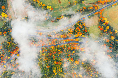 High angle view of autumn trees