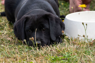 Cute portrait of an 8 week old black labrador puppy lying down on the grass next to a food bowl