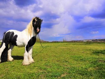 Dog standing on field