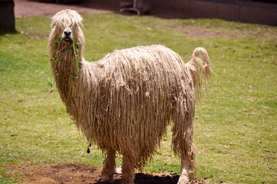 Sheep on grassy field