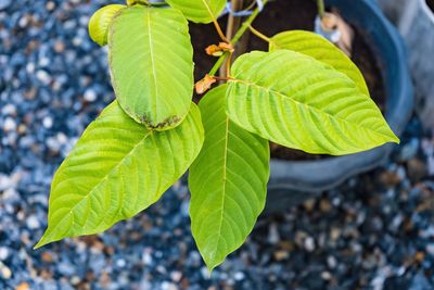 Close-up of green leaves