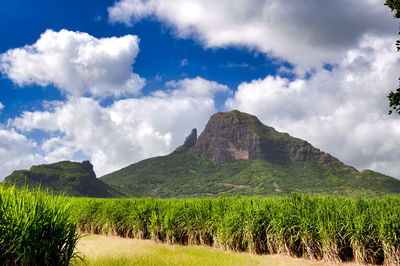 Scenic view of agricultural field against sky