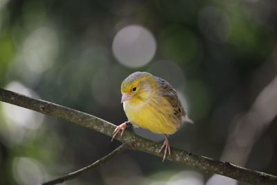 A little canary in a tree