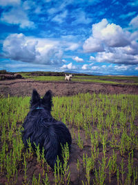 Black dog on field against sky