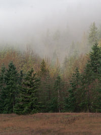 Trees in forest against sky