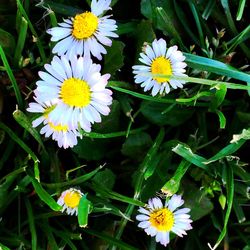 Close-up of yellow flowers blooming outdoors