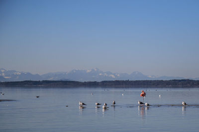 Birds in sea against clear sky