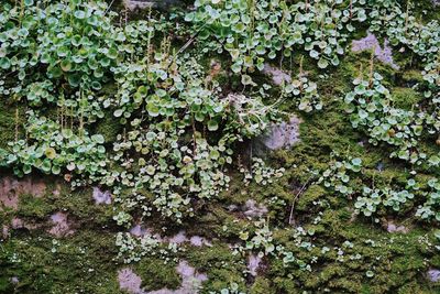 High angle view of lichen on moss growing on land