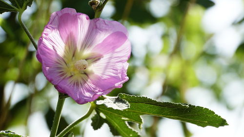Close-up of pink flowering plant