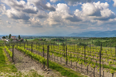 View of vineyard against cloudy sky