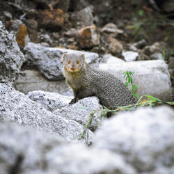 Close-up of lizard on rock