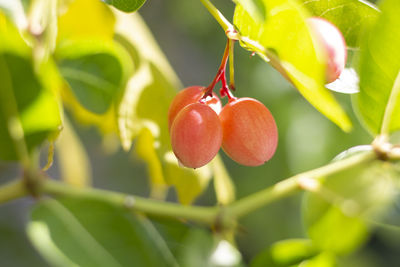 Close-up of strawberry growing on plant