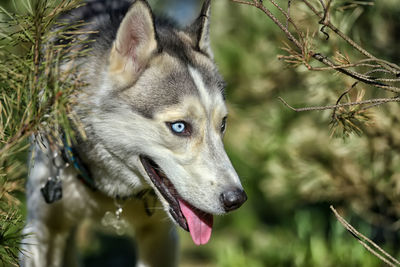 Close-up of dog looking away