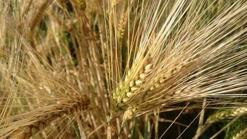 High angle view of crops on field