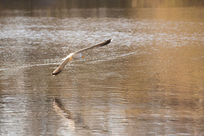 Bird flying over lake