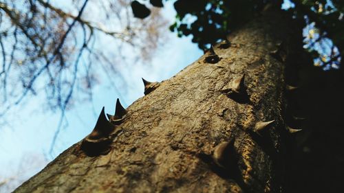 Low angle view of tree against sky