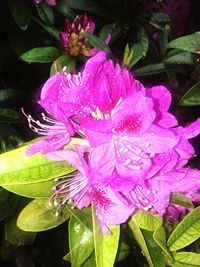 Close-up of wet purple flowers blooming outdoors