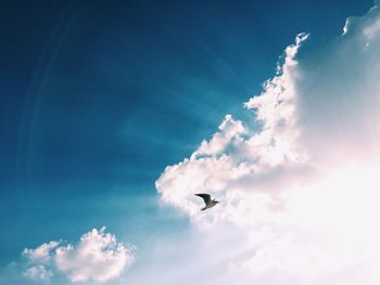 Low angle view of bird flying against cloudy sky