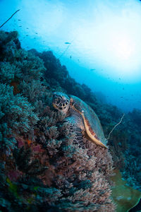 View of turtle swimming in sea