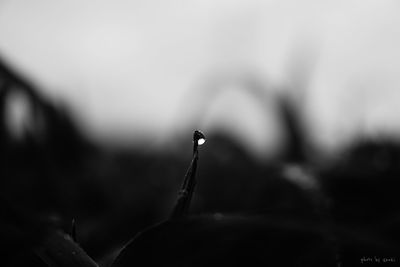 Close-up of plant against blurred background