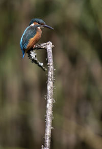 Kingfisher perching